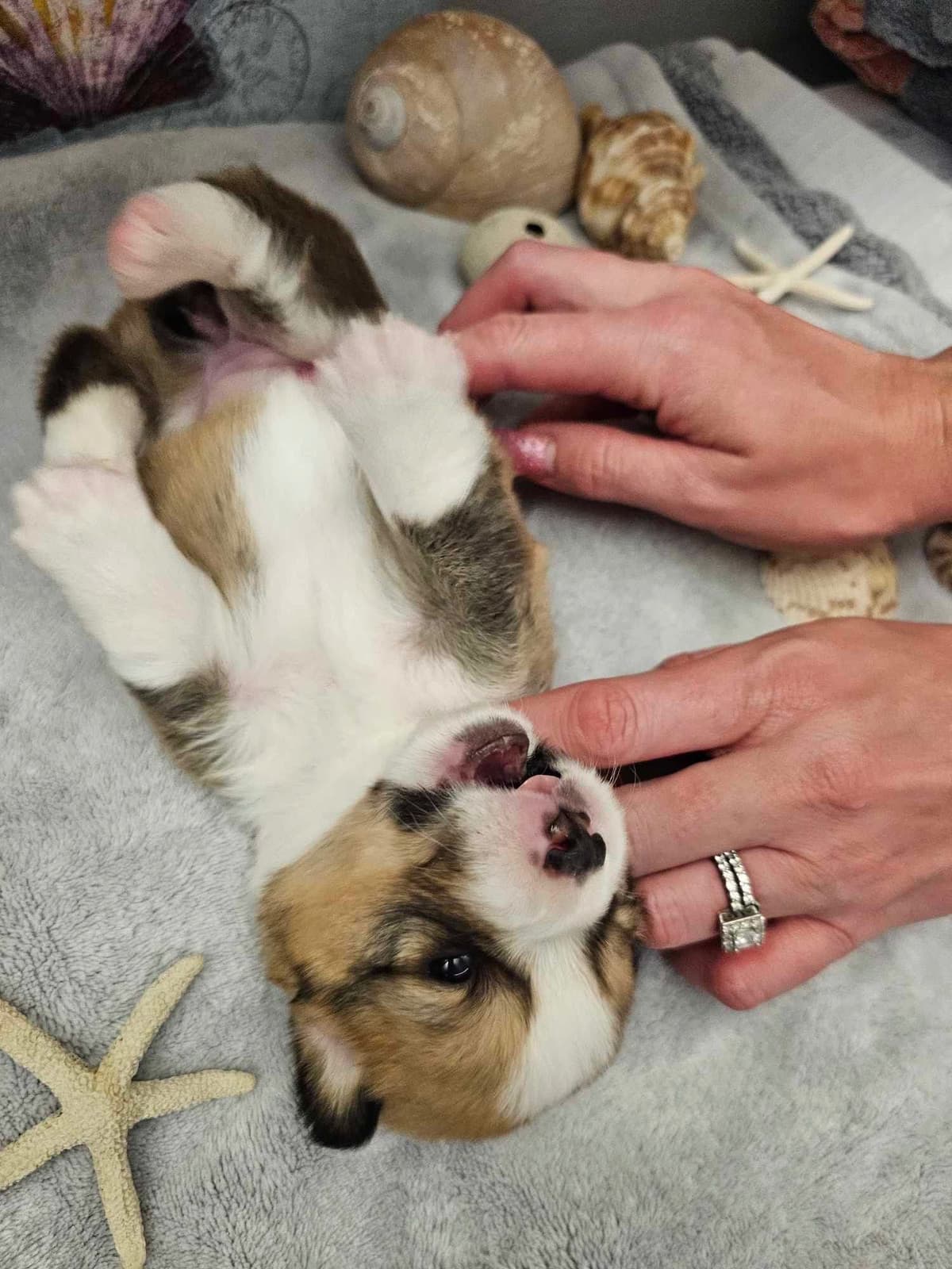 Fluffy Pembroke Welsh Corgi Puppies breeder image 3
