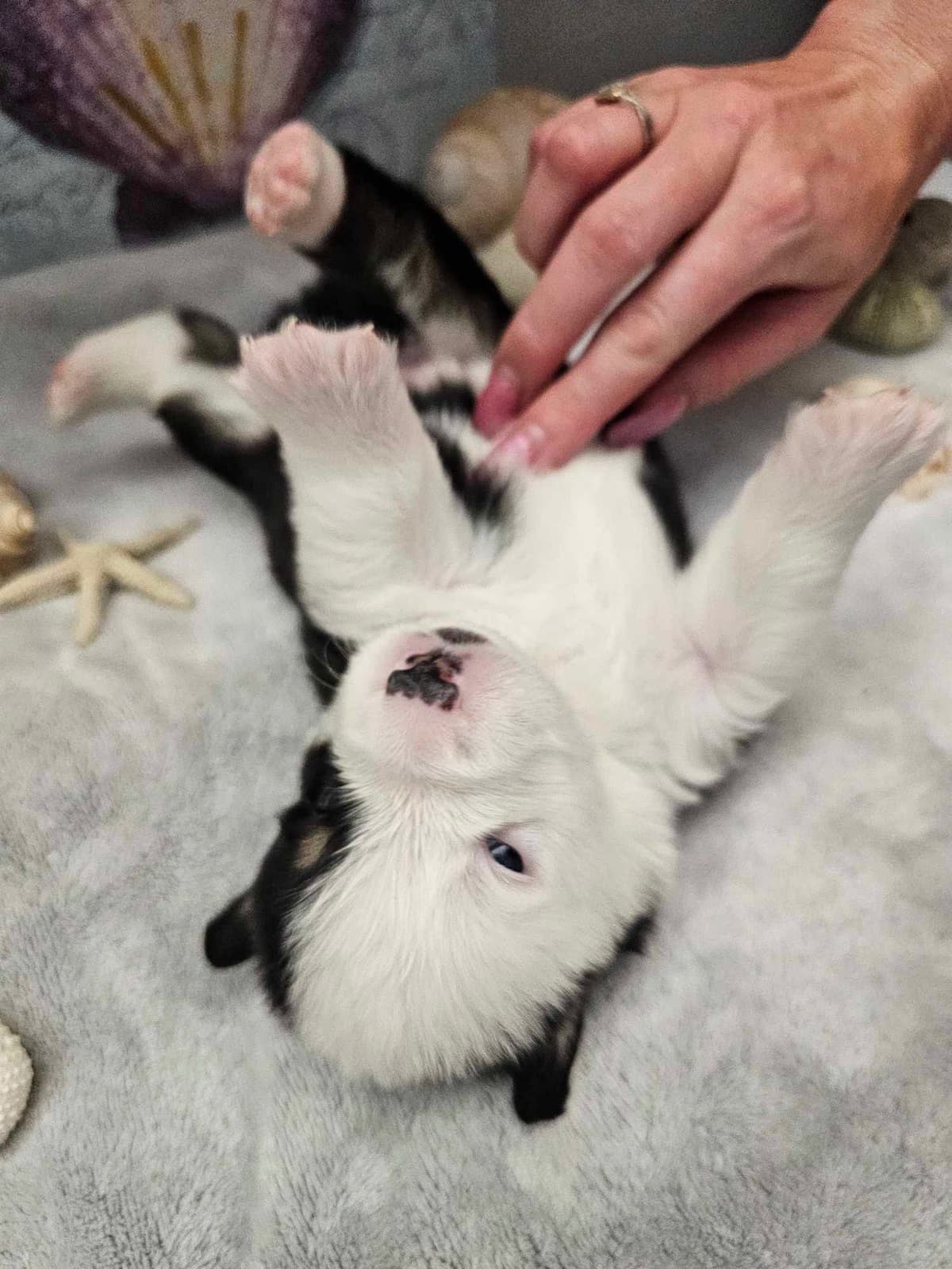 Fluffy Pembroke Welsh Corgi Puppies breeder image 4