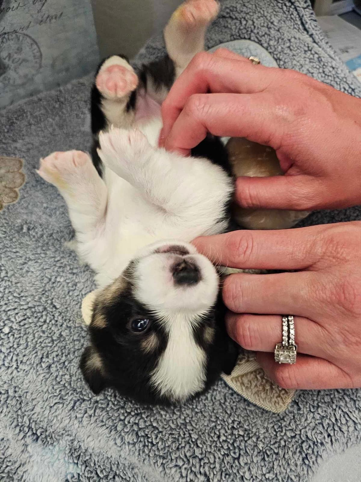 Fluffy Pembroke Welsh Corgi Puppies breeder image 5