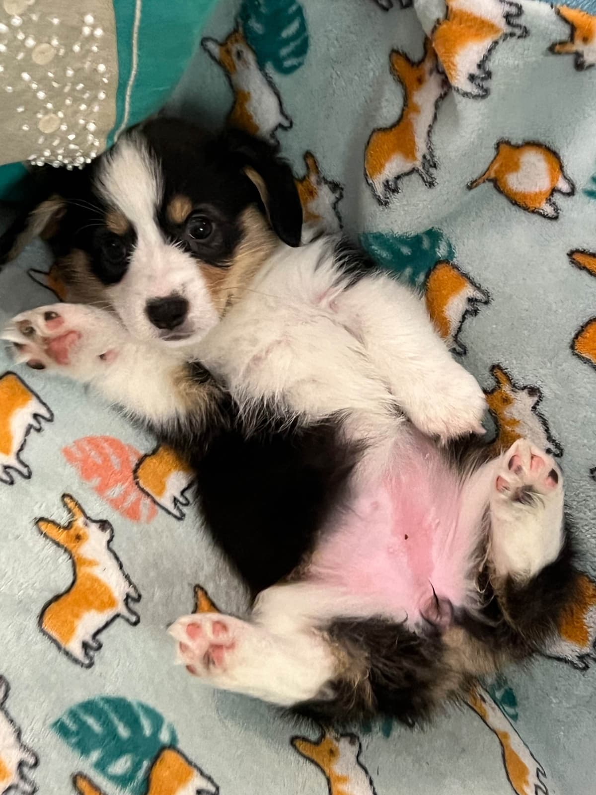Fluffy Pembroke Welsh Corgi Puppies breeder image 7