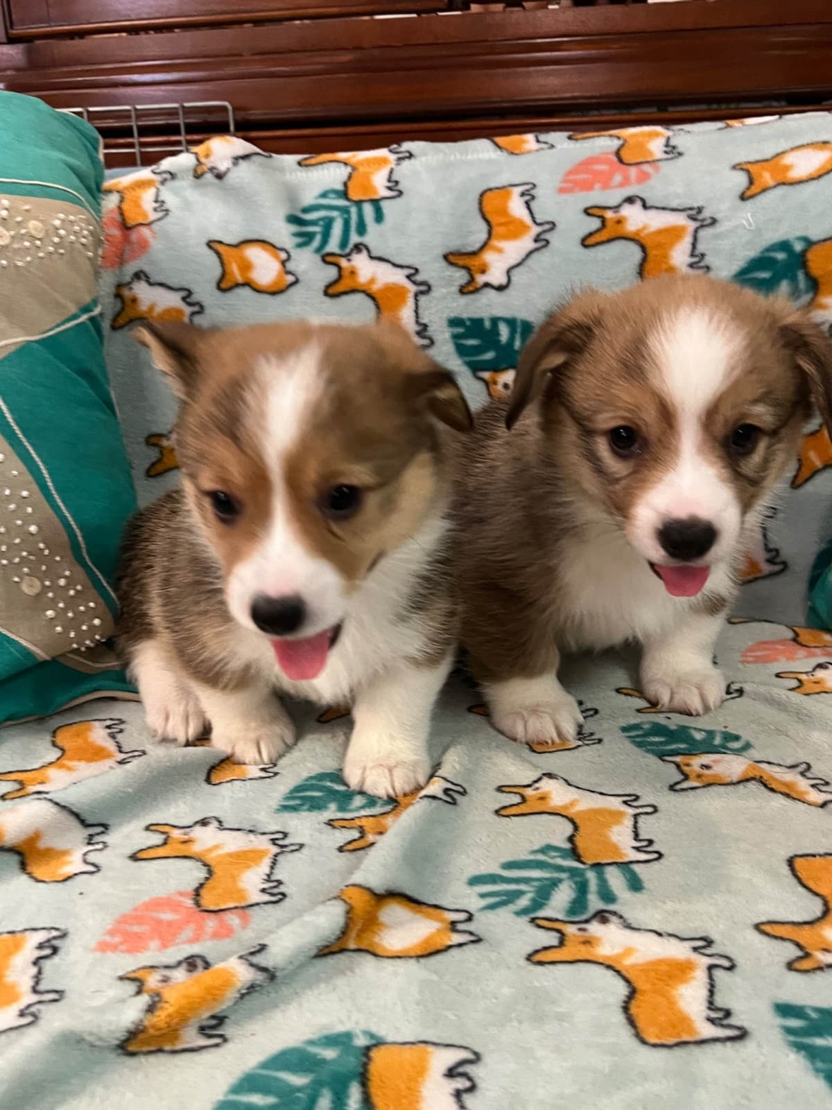 Fluffy Pembroke Welsh Corgi Puppies breeder image 8