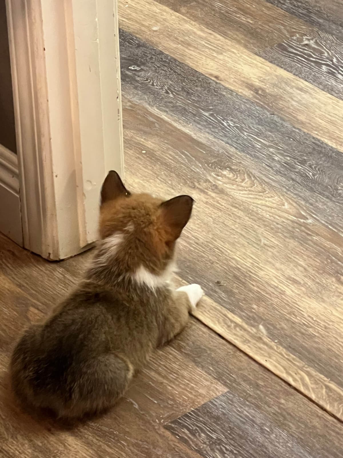 Fluffy Pembroke Welsh Corgi Puppies breeder image 9