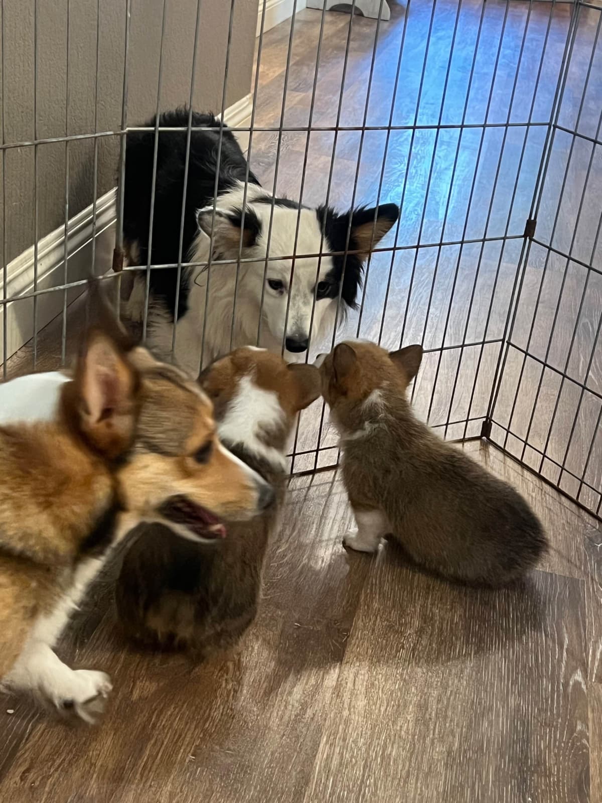 Fluffy Pembroke Welsh Corgi Puppies breeder image 10