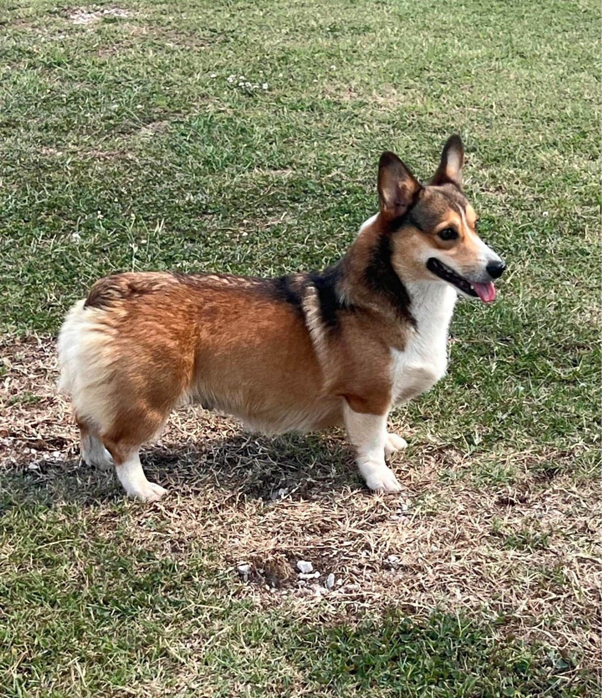 Fluffy Pembroke Welsh Corgi Puppies breeder image 11