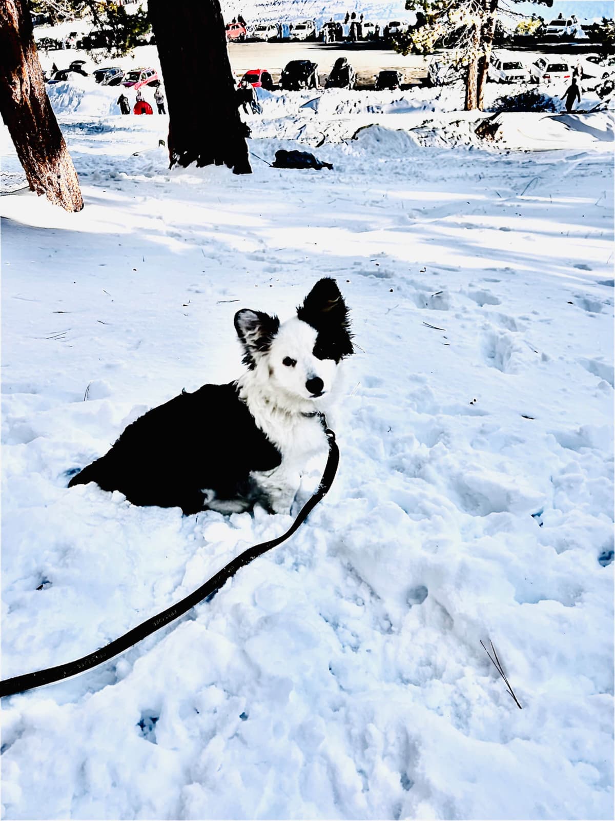 Fluffy Pembroke Welsh Corgi Puppies breeder image 12