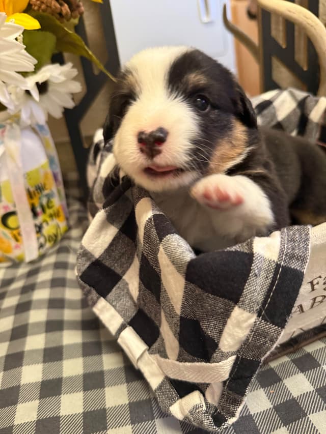 Fluffy Pembroke Welsh Corgi Puppies media 2