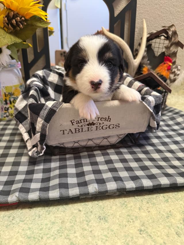Fluffy Pembroke Welsh Corgi Puppies media 4