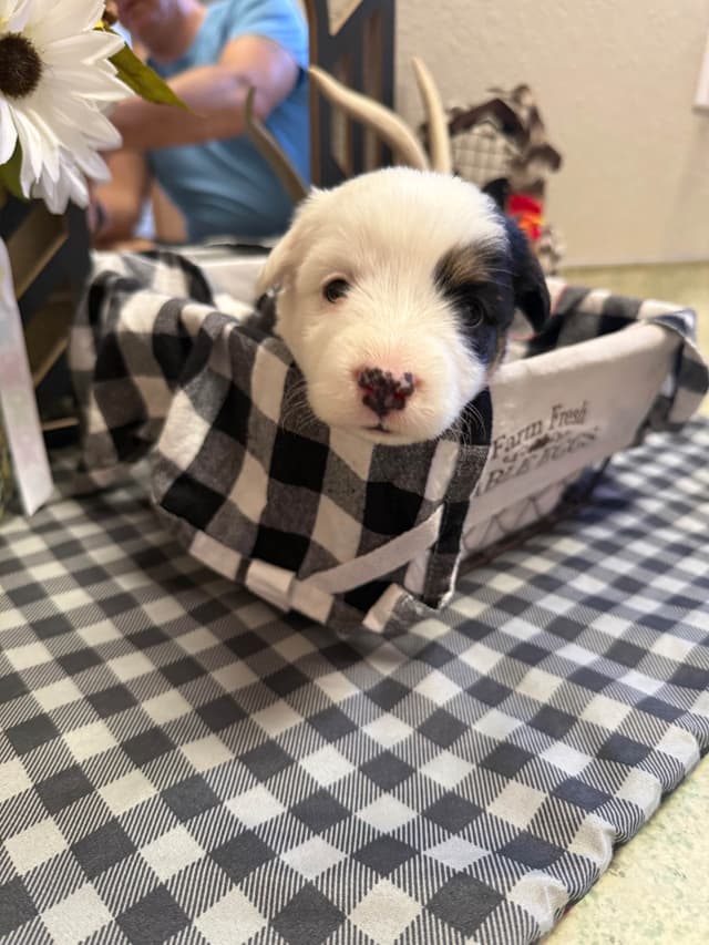 Fluffy Pembroke Welsh Corgi Puppies media 5