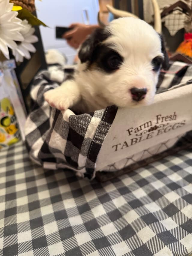 Fluffy Pembroke Welsh Corgi Puppies media 6