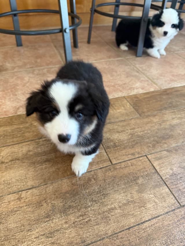 Fluffy Pembroke Welsh Corgi Puppies media 8