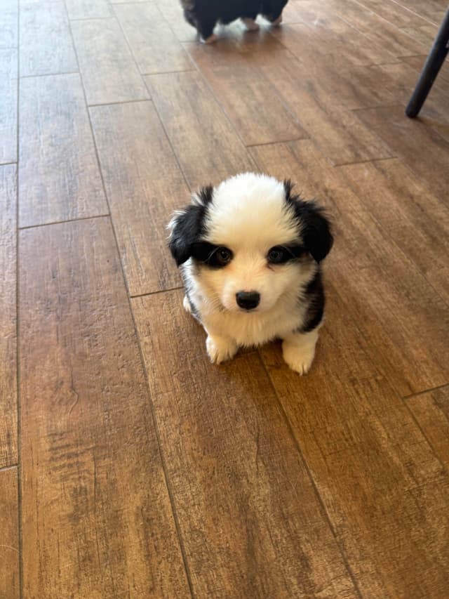 Fluffy Pembroke Welsh Corgi Puppies media 12