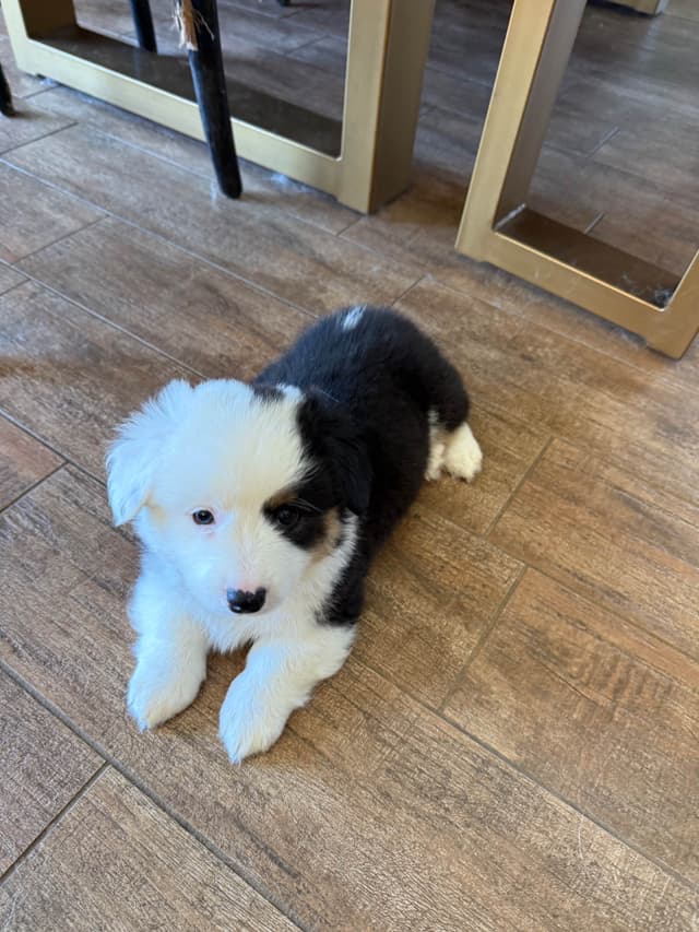 Fluffy Pembroke Welsh Corgi Puppies media 10