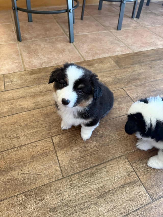 Fluffy Pembroke Welsh Corgi Puppies media 13