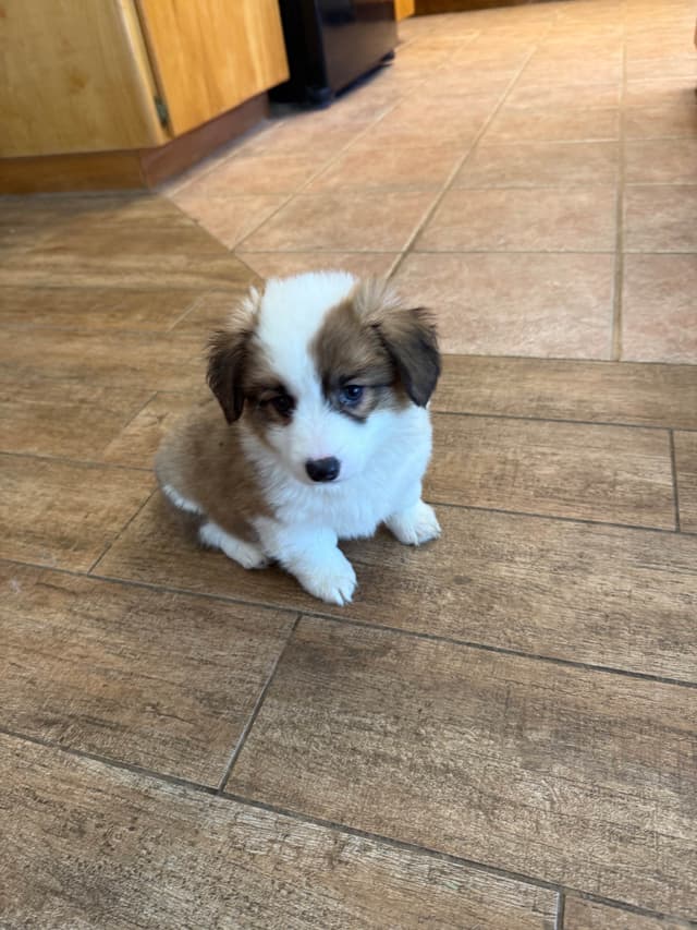 Fluffy Pembroke Welsh Corgi Puppies media 14