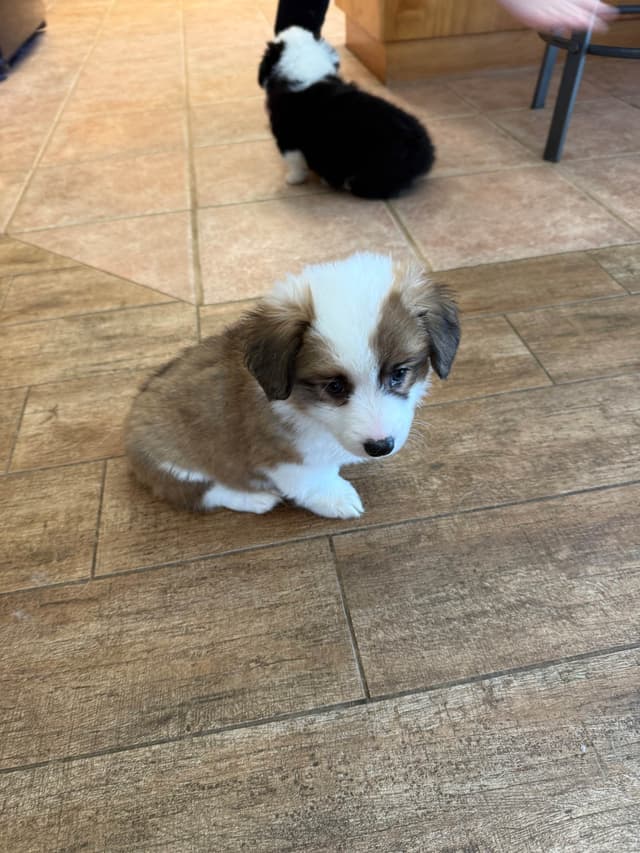 Fluffy Pembroke Welsh Corgi Puppies media 15