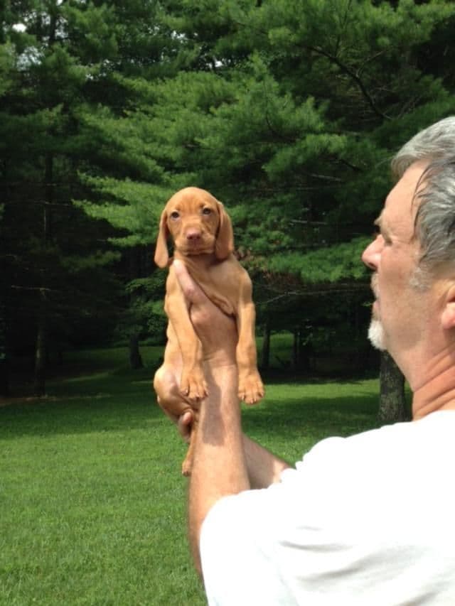 Vizsla Puppies/7wks & 5mos/Available Now, 2 Litters breeder image 1