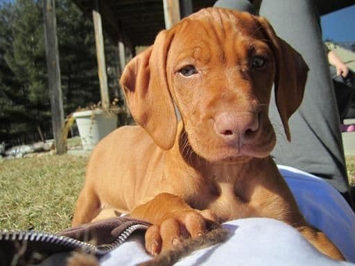 Vizsla Puppies/7wks & 5mos/Available Now, 2 Litters breeder image 4