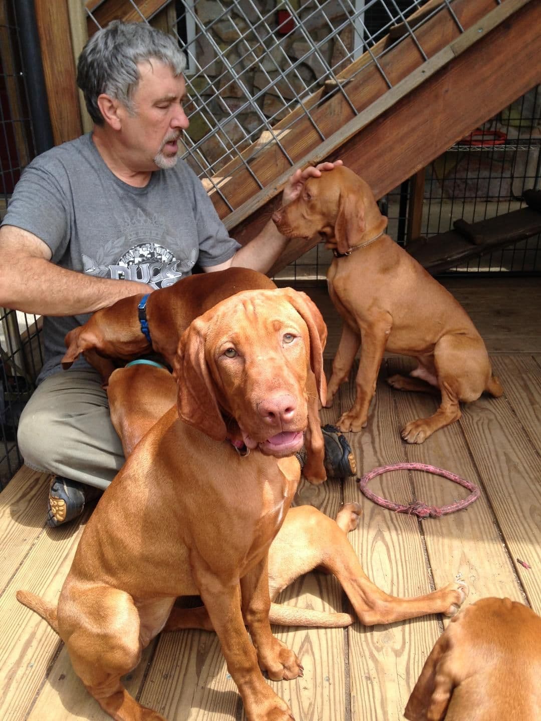Vizsla Puppies/7wks & 5mos/Available Now, 2 Litters breeder image 5