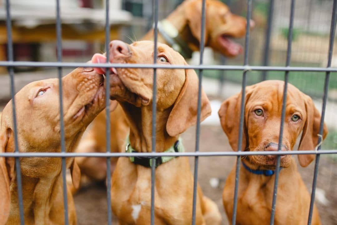 Vizsla Puppies/7wks & 5mos/Available Now, 2 Litters breeder image 8