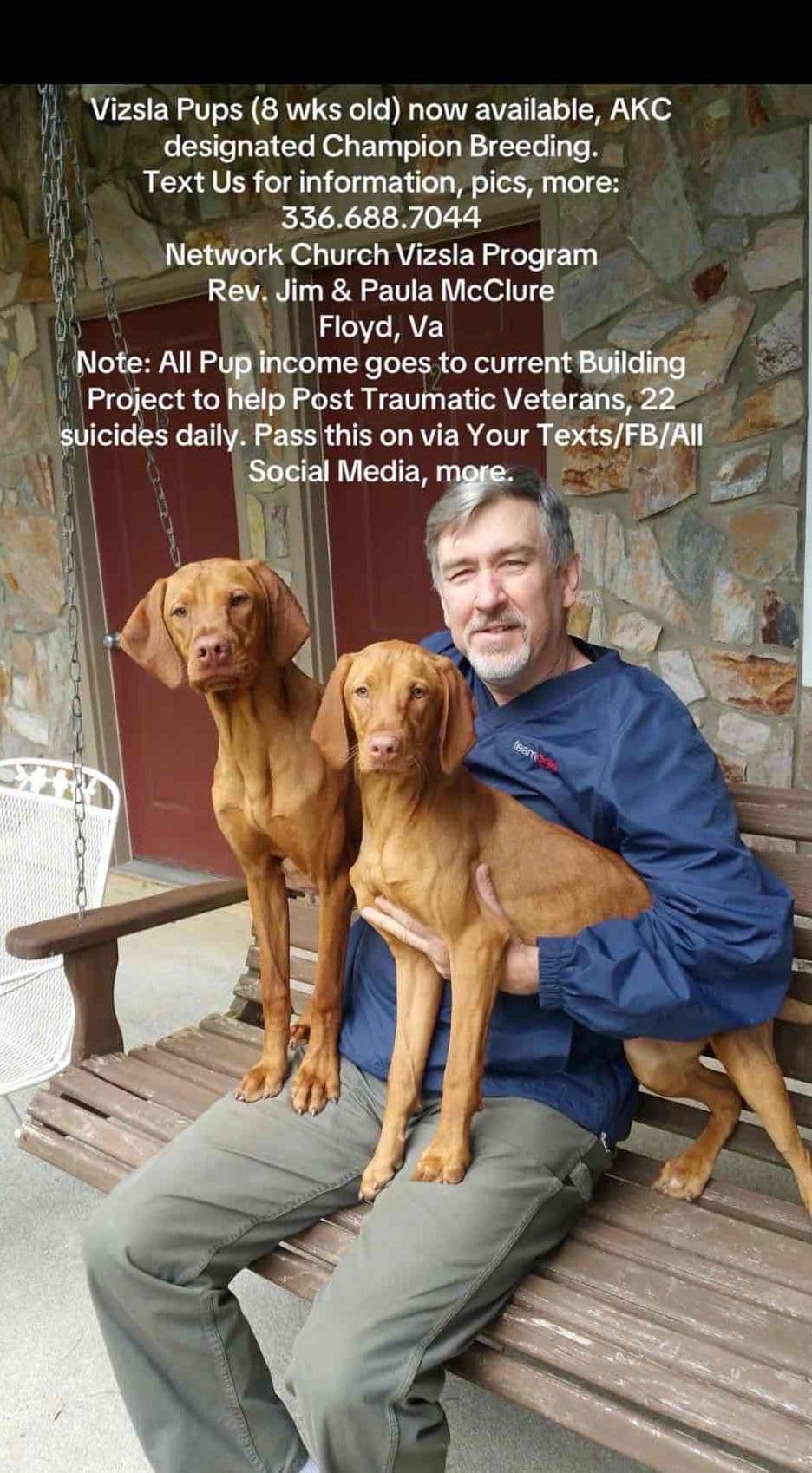 Vizsla Puppies/7wks & 5mos/Available Now, 2 Litters breeder image 7