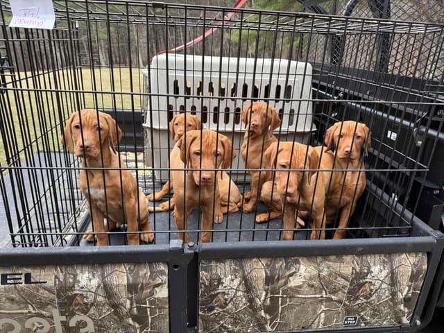 Vizsla Puppies/7wks & 5mos/Available Now, 2 Litters media 2