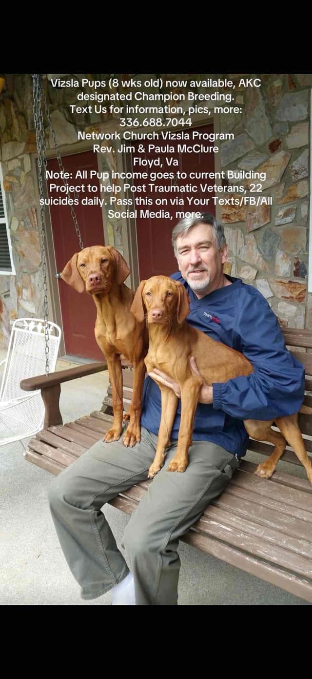 Vizsla Puppies/7wks & 5mos/Available Now, 2 Litters media 3