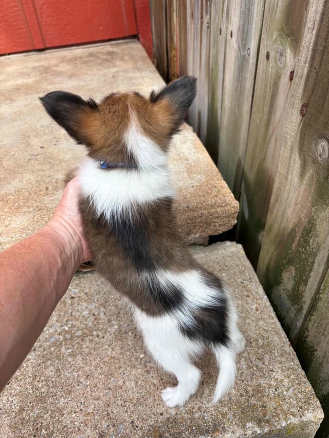 Papillon Puppies media 2