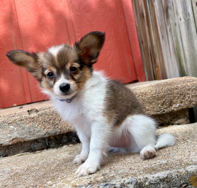 Papillon Puppies media 4