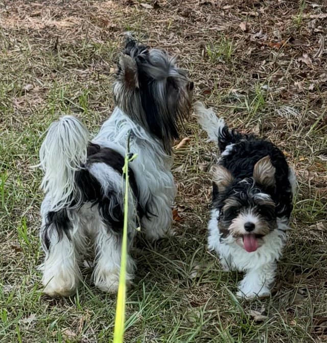 Biewer Terrier Pup. One perfect boy available Fathers Day media 2