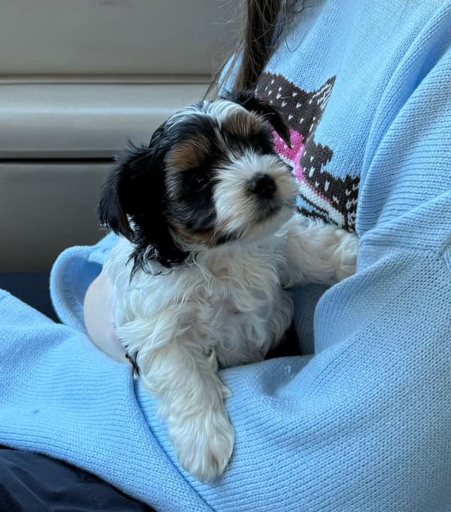 Biewer Terrier Pup. One perfect boy available Fathers Day media 3