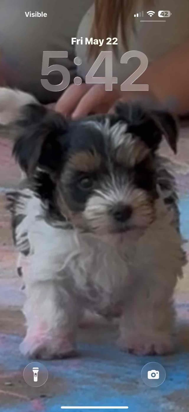 Biewer Terrier Pup. One perfect boy available Fathers Day media 4