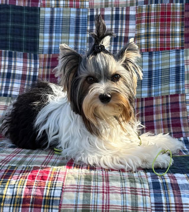 Biewer Terrier Pup. One perfect boy available Fathers Day media 5