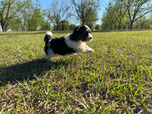 Biewer Terrier Pup. One perfect boy available Fathers Day media 7