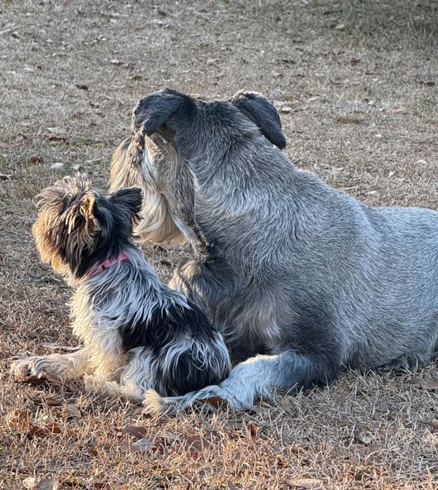 Biewer Terrier Pup. One perfect boy available Fathers Day media 8