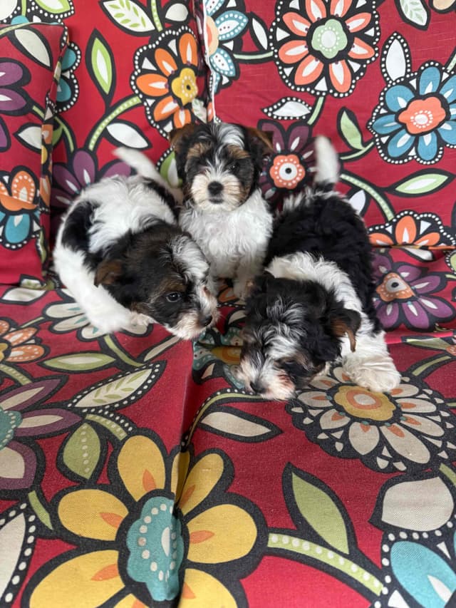 Biewer Terrier Pup. One perfect boy available Fathers Day media 10