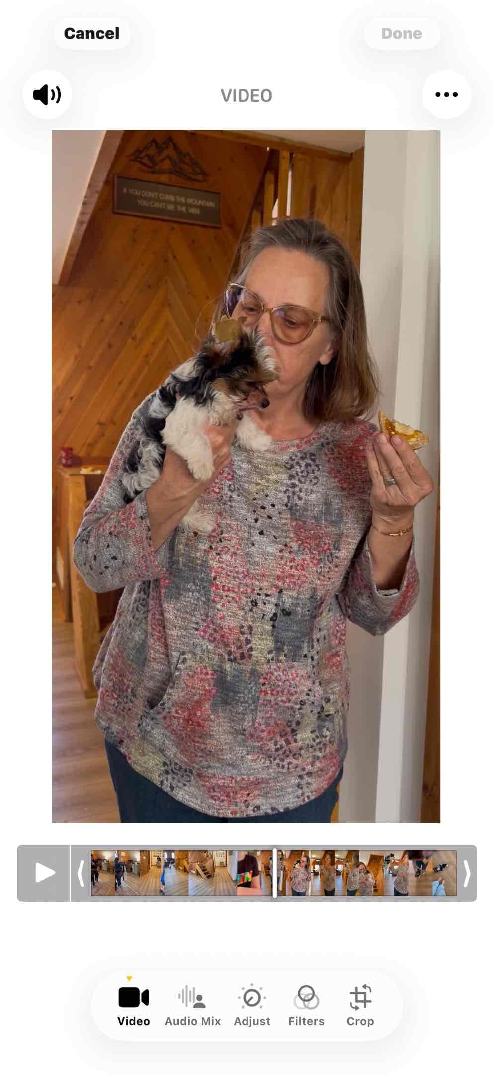 Biewer Terrier Pup. One perfect boy available Fathers Day breeder image 1