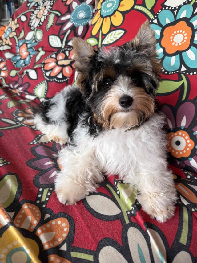 Biewer Terrier Pup. One perfect boy available Fathers Day media 11