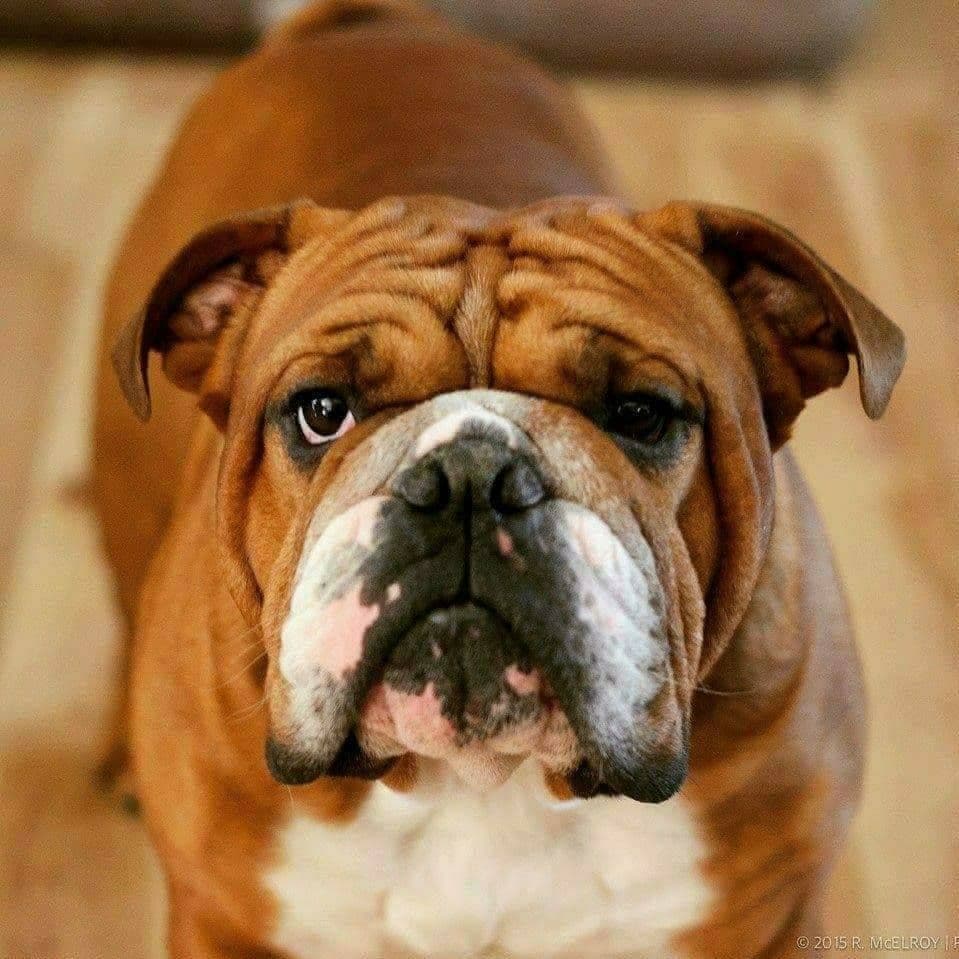 Beautiful litter of English Bulldogs from Fallen Timbers breeder image 1