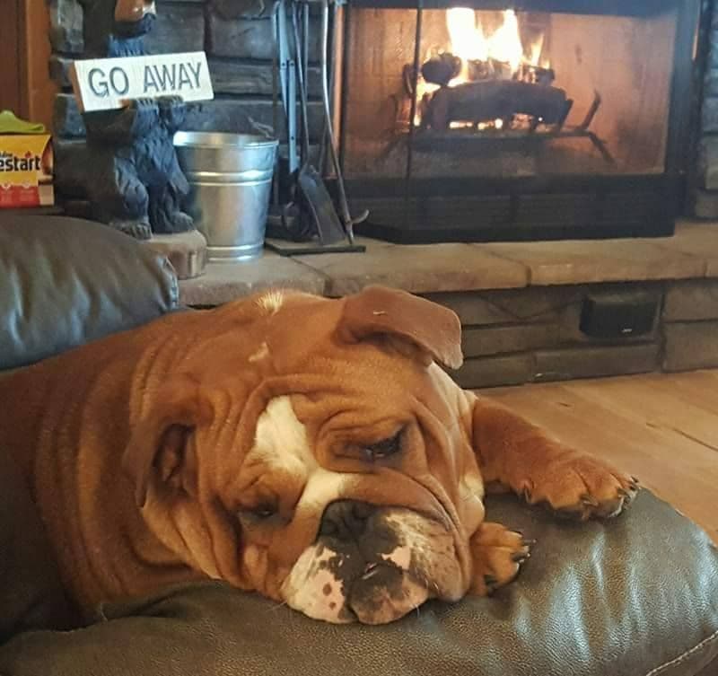 Beautiful litter of English Bulldogs from Fallen Timbers breeder image 2