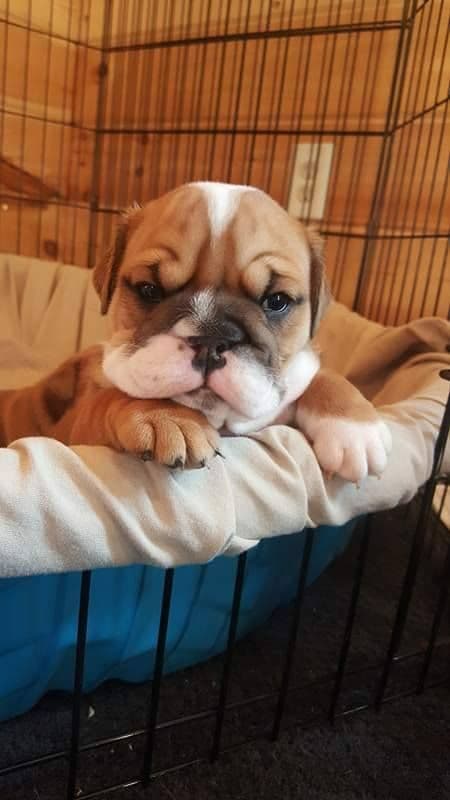 Beautiful litter of English Bulldogs from Fallen Timbers breeder image 5