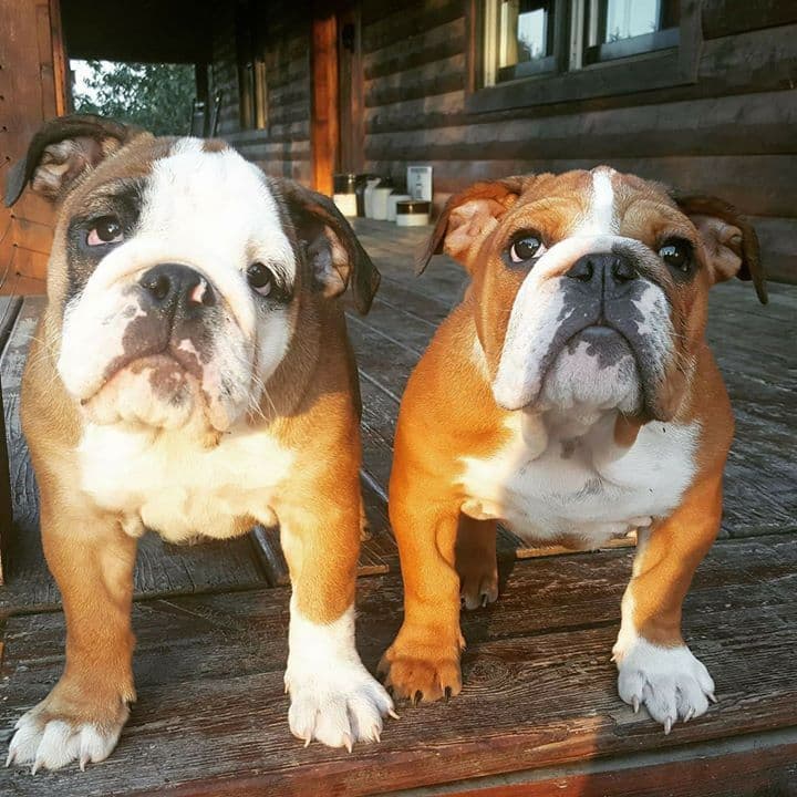 Beautiful litter of English Bulldogs from Fallen Timbers breeder image 4