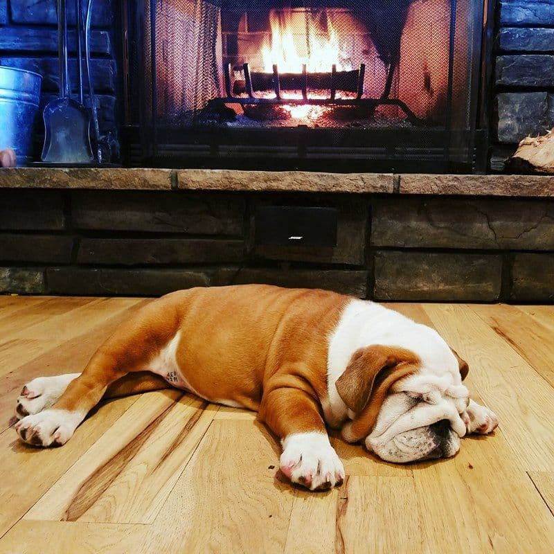 Beautiful litter of English Bulldogs from Fallen Timbers breeder image 6