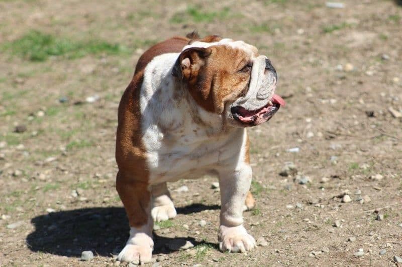 Beautiful litter of English Bulldogs from Fallen Timbers breeder image 15