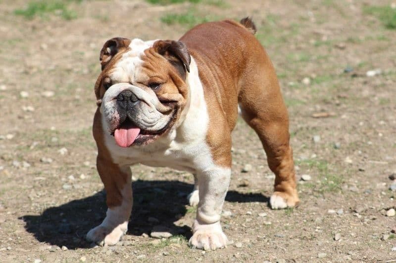 Beautiful litter of English Bulldogs from Fallen Timbers breeder image 8