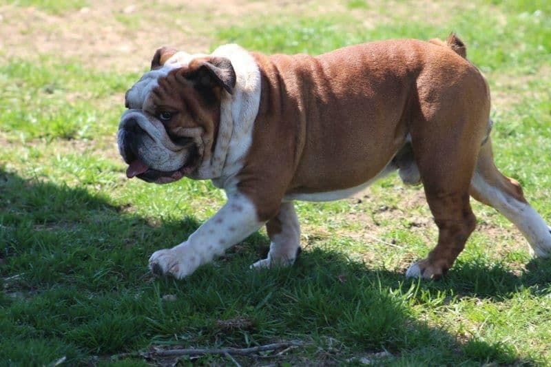 Beautiful litter of English Bulldogs from Fallen Timbers breeder image 13