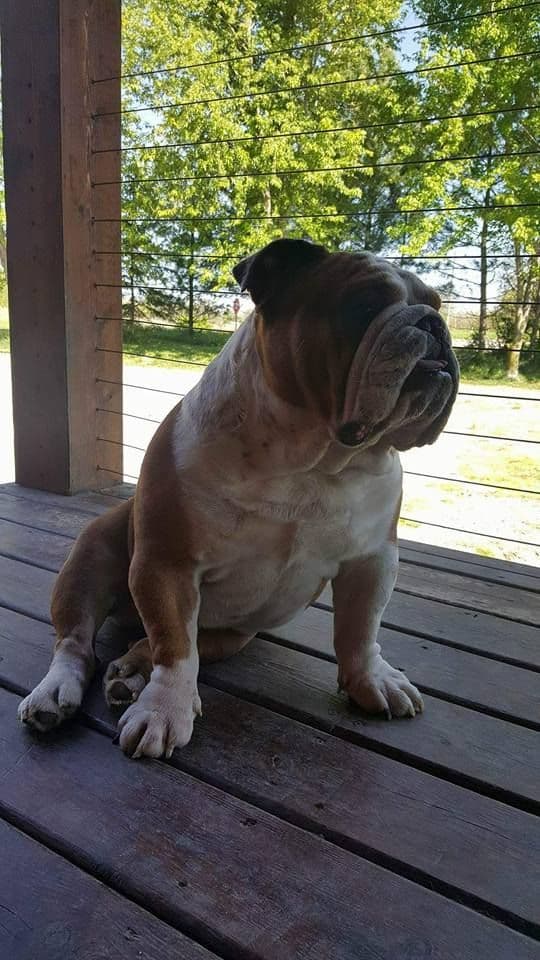 Beautiful litter of English Bulldogs from Fallen Timbers breeder image 9