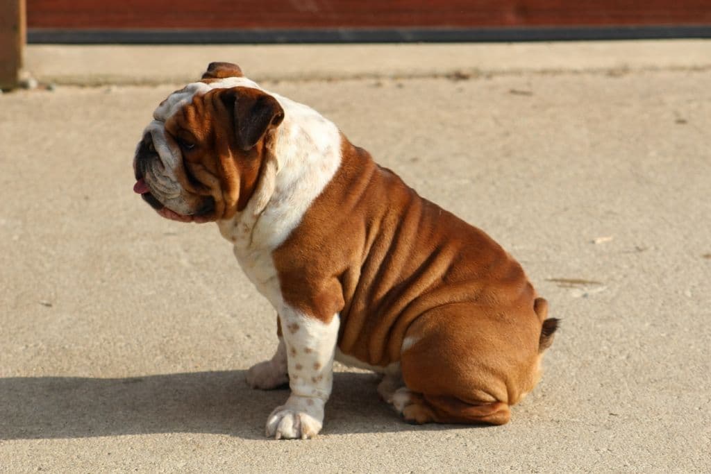 Beautiful litter of English Bulldogs from Fallen Timbers breeder image 12