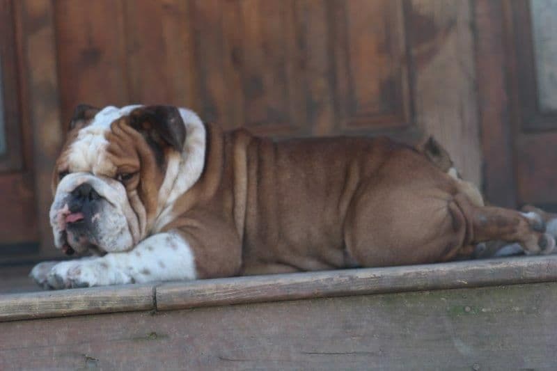Beautiful litter of English Bulldogs from Fallen Timbers breeder image 11