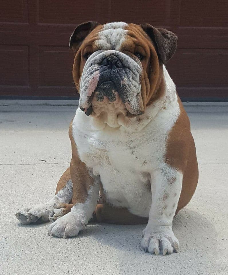 Beautiful litter of English Bulldogs from Fallen Timbers breeder image 17