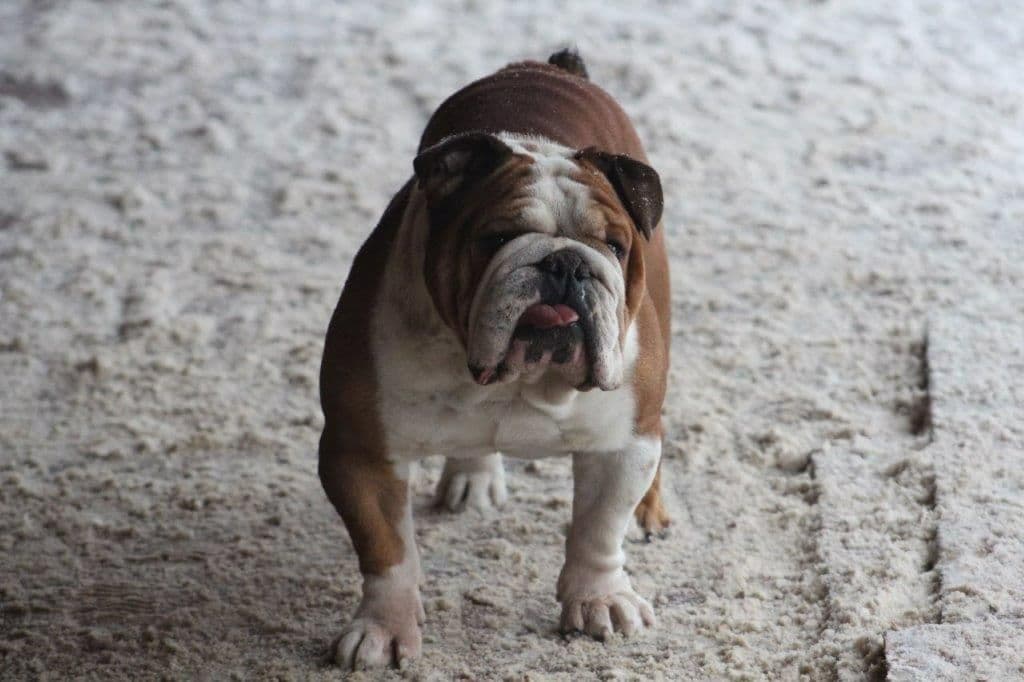 Beautiful litter of English Bulldogs from Fallen Timbers breeder image 18